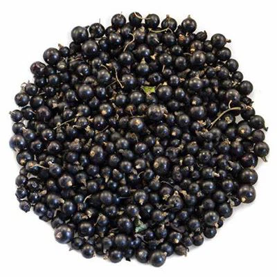Black Elderberry 